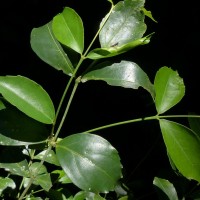 Euonymus walkeri Wight